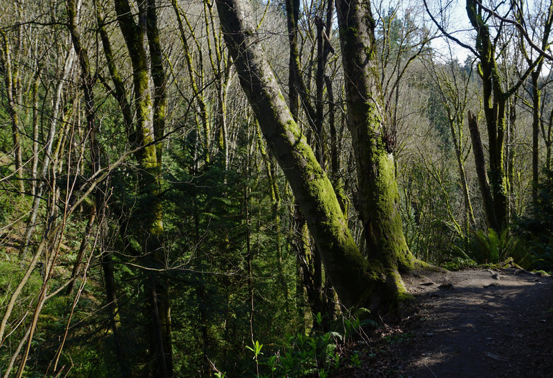 Grotto Trail Hiking Trail Inglewood Finn Hill Washington