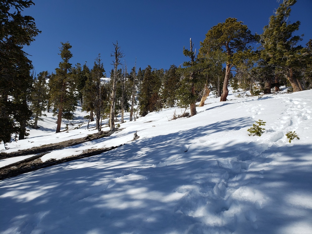 ski touring at mount charleston