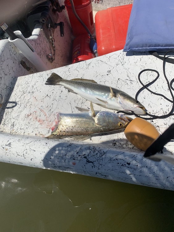 Ro Curran on X: Justin, @justinverigin came back for seconds and picked  out this Rainbow Trout and 5 of diamonds lure. Thanks buddy, had a rad time  making this one for you