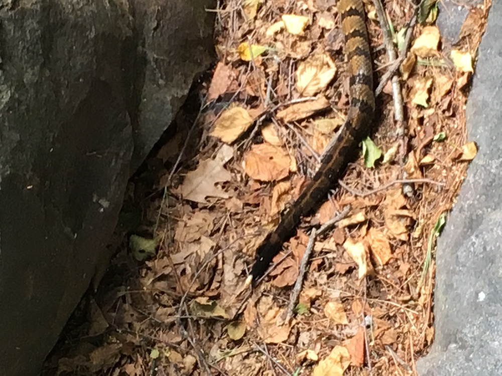 Devils Lake Rattle Snakes in the heat