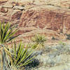Yuccas in the Calico Hills