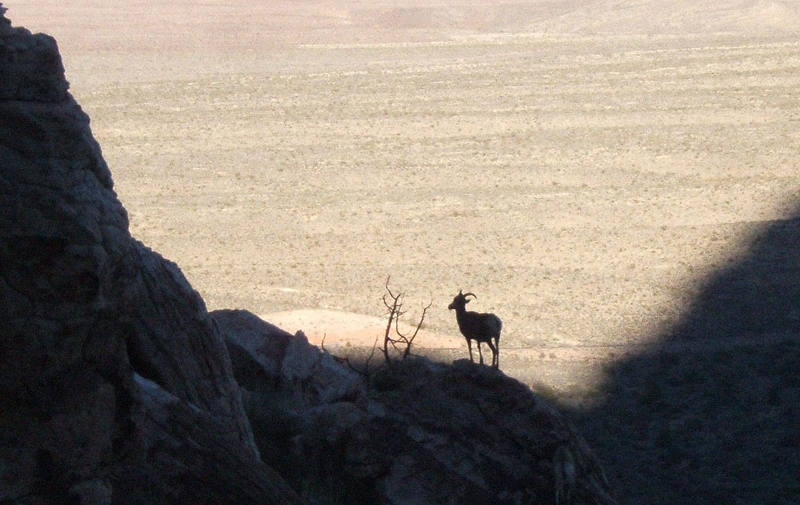 Bighorn sheep silhouette.