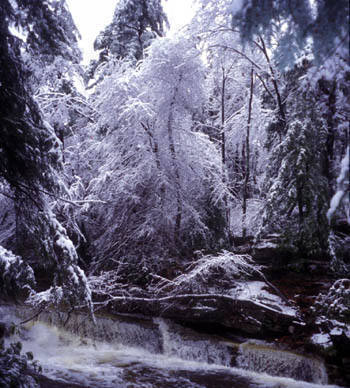 I happened to be up there the day after the pine fell. This is the ice storm that brought down the huge tree.