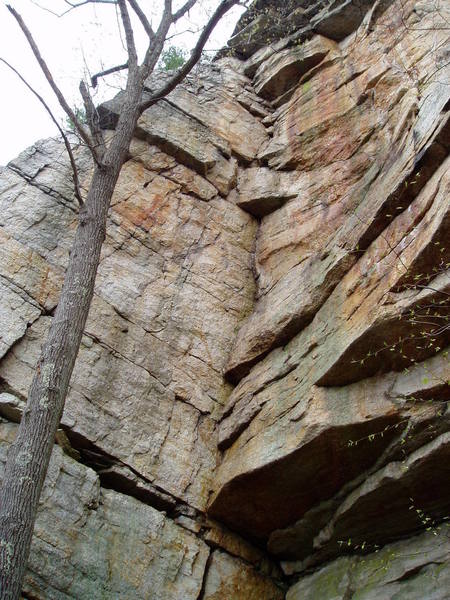 The obvious corner of Ants' Line. The crux is undercling left and then up past the triangular overhang. The belay is on the arete at the skyline. Ent's Line, 11 something, climbs the cracks behind the tree on the left with several variations at the top.  Condemned Man 12a climbs the wall to the right of Ants' Line.