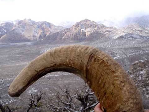 'The Big Horn'<br>
<br>