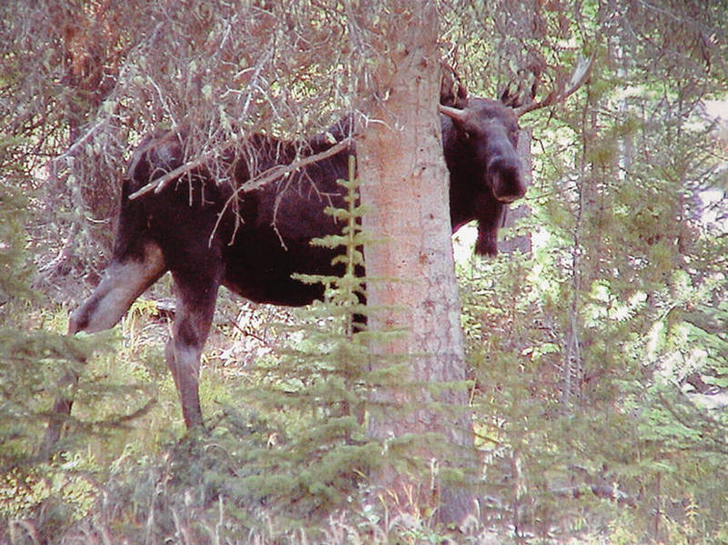 Saw lots of moose in the Green River Lakes area, Wyoming.
