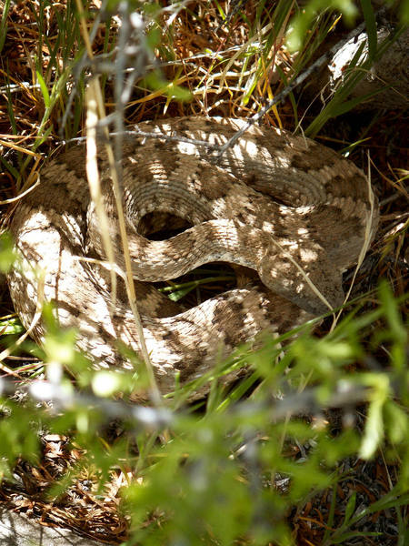 Here's another shot of the Mohave Rattler that Larry tried to step on in Willow Springs.
