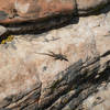 A cool dark lizard sunning on summit of the Eagle Wall.