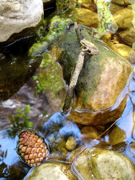 Pacific Treefrog with a reflection of the South side of Lower Bridge Mountain in water.<br>