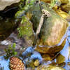 Pacific Treefrog with a reflection of the South side of Lower Bridge Mountain in water.<br>
