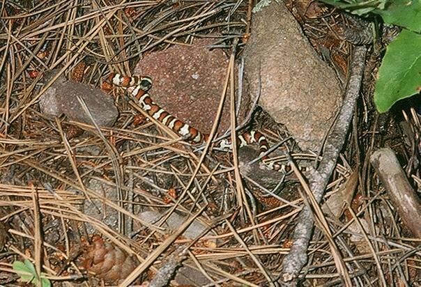 Jason Haas and I found this tiny Milk Snake/King Snake out to me on the way down from Tiny Tower in the Flatirons of Boulder, CO. He is coiled to strike but is not much of a threat, being the size of a pencil!