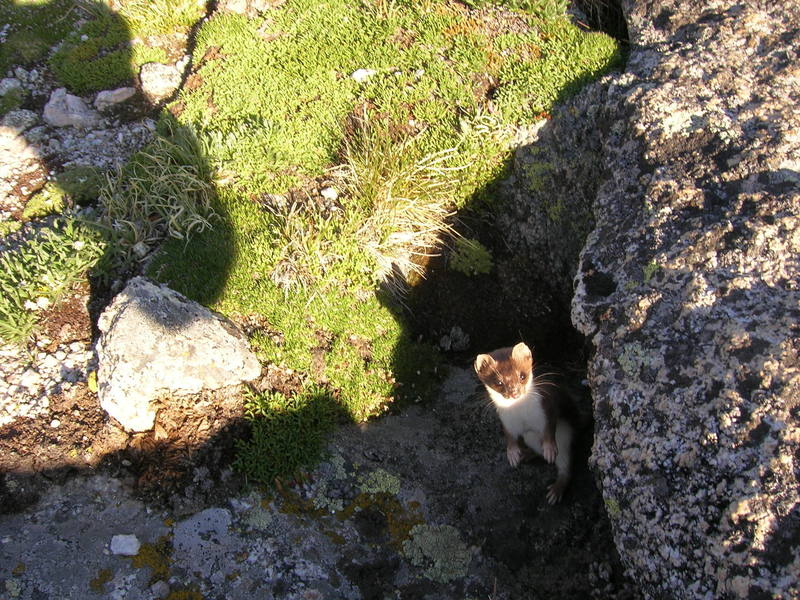 Curious critter looking for a handout at the Black Wall.