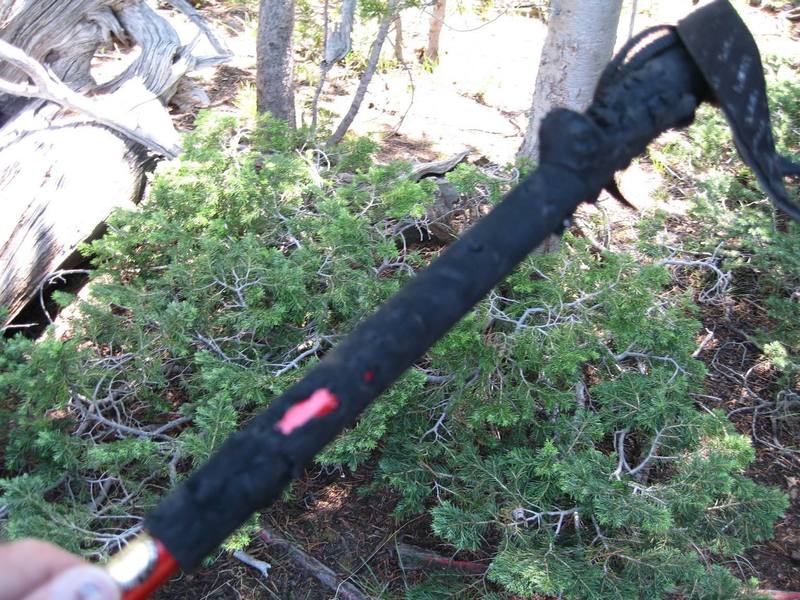 What happens if you don't hang your trekking poles - the marmots eat your rubber grips! grrrrrr