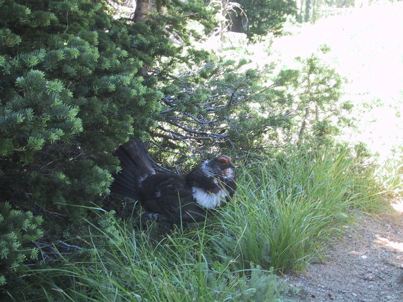 Defiant spruce grouse which only grudgingly yielded the trail.