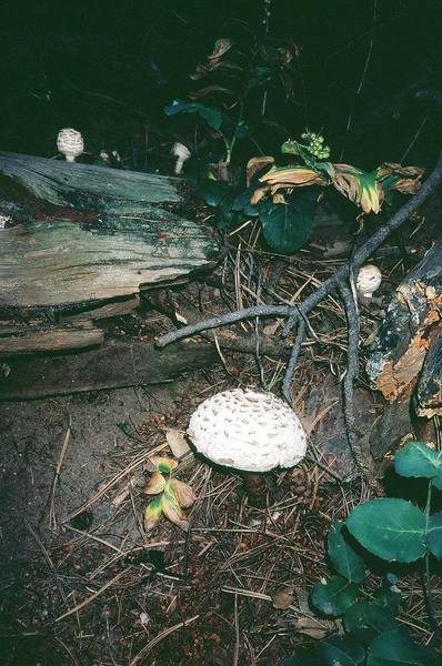 Some really cool mushrooms I found growing on a trail by Chicago Lakes on Mount Evans. Photo by Tony Bubb, 7/'06