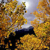 Autumn in the Wasatch.<br>
Photo by Blitzo.
