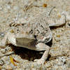 Horny Toad.<br>
Photo by Blitzo.