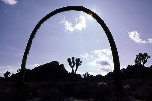 This arching joshua tree used to stand near the Peyote Cracks in the 1970s.<br>
It is now gone.<br>
Photo by Blitzo.