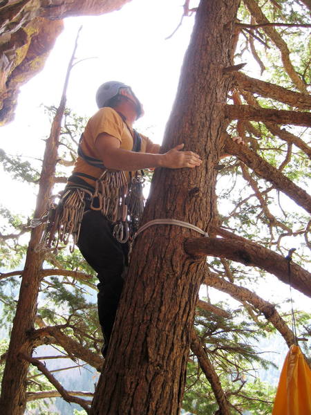 Dan Hare starting up the tree.