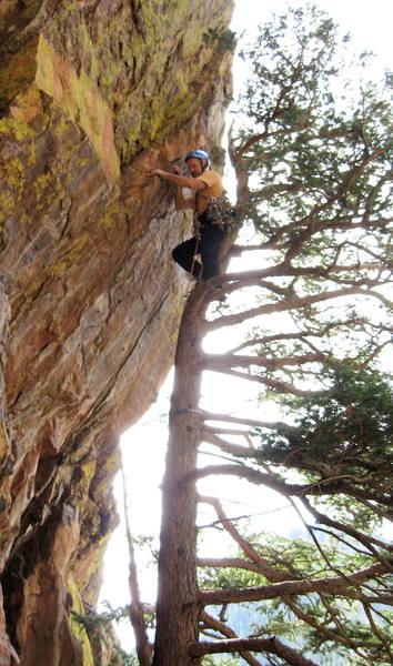 Dan Hare nearing the top of the tree.