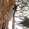 Dan Hare nearing the top of the tree.
