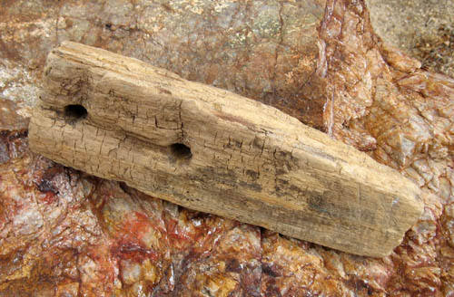 An old wooden piton found by Todd Gordon on the second pitch of "Human Fright".<br>
Photo by Blitzo.