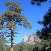 Ponderosa pines frame Sundance and Thunder Buttress, Lumpy Ridge, Colorado.