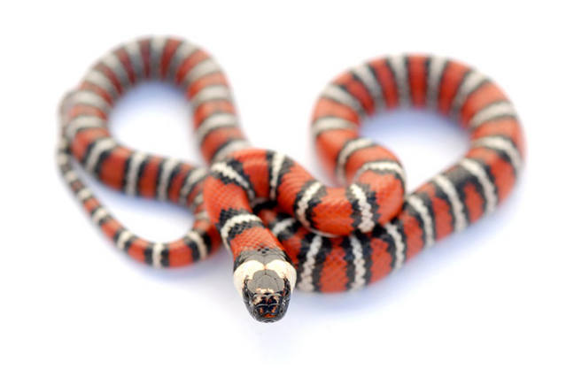 Mountain King Snake (Lampropeltis zonata)