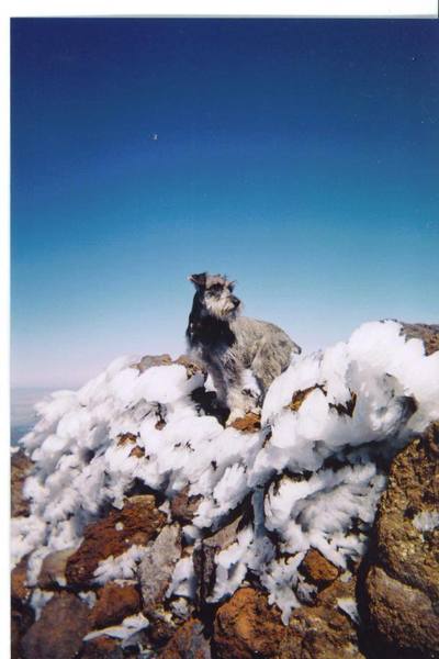 Barley on top of Mt Humphreys, Flagstaff, AZ. Just shy of 13,000
