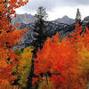 Fall color-Sierra Eastside.<br>
Photo by Blitzo.