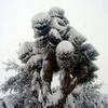 Joshua Tree-snow.<br>
Photo by Blitzo.