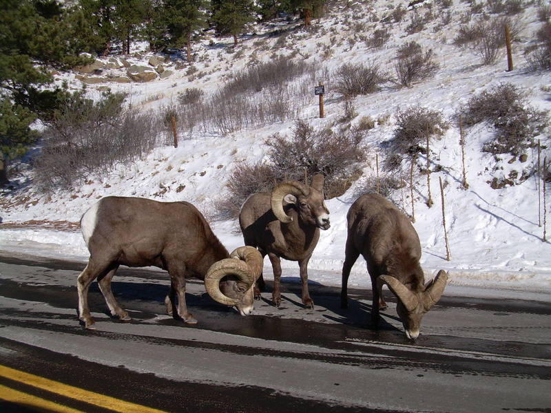 December seems to be a good month for seeing these up close on US 34 approaching RMNP. They seem to like the salt. Herds of up to 40 show up.