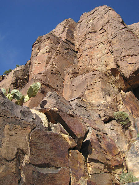 Potzo's Pudding with a cactus