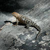 Desert Spiny Lizard.<br>
Photo by Blitzo.