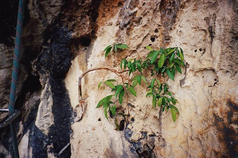 People are not the only things climbing walls in Malaysia. The vegitation grows quickly on the cliffs and is frequently trimmed back. This is done without much consience, as it will be back next month anyway! Photo by Tony Bubb, 12/06. 