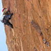 Resized image! Sharon Legg, exiting the lower crux to some exciting face climbing on "Great Edges."