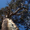 Pine Tree in Tuolumne