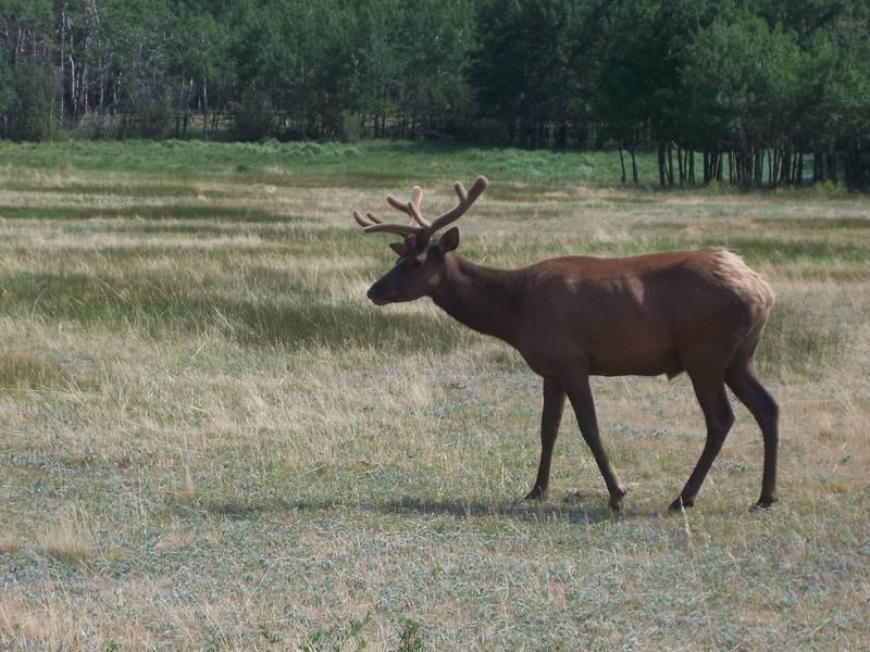 Elk, owned by Captain MacGregor
