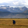 Sawtooth Ridge and cows.<br>
Photo by Blitzo.