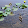 Ducks and water lilies.<br>
Photo by Blitzo.