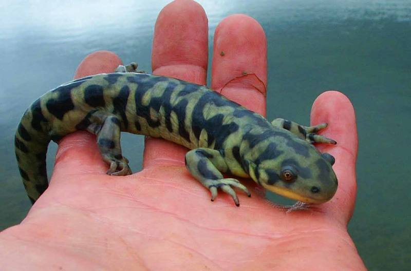 Barred Tiger Salamander - FR, CO