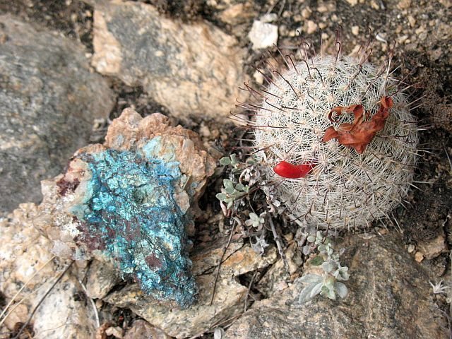 Chrysicolla and Fishhook Pincushion Cactus (Mammilaria grahamii), Mt. Lemmon