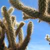 Cholla cactus, Anza Borrego SP   