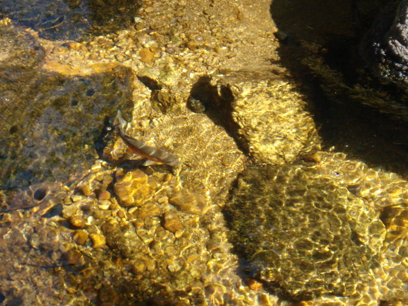 Trout are found in many of the creeks and lakes in the High Sierras.