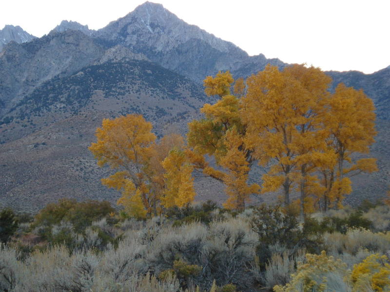 The leaves are turning on the way up to Onion Valley, Eastern Sierras.