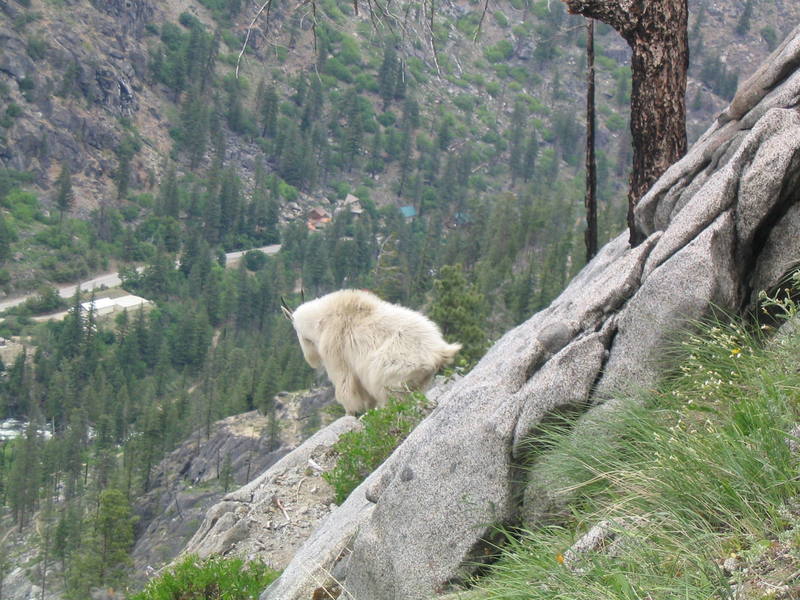 The not-so-elusive mountain goat, Pearly Gates