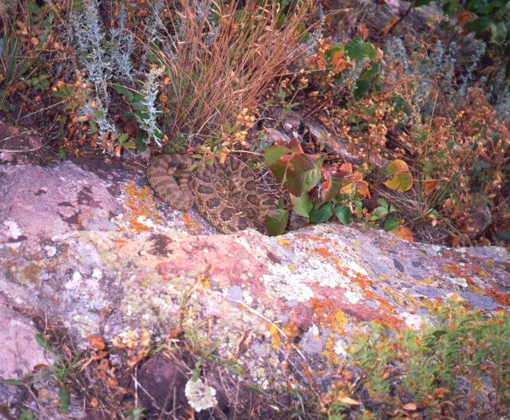 Beware, the ivy is not the only poisonous thing up at Micky Mouse Wall. I've run into a few of these guys over the years as well. Photo by Tony Bubb, 1996.