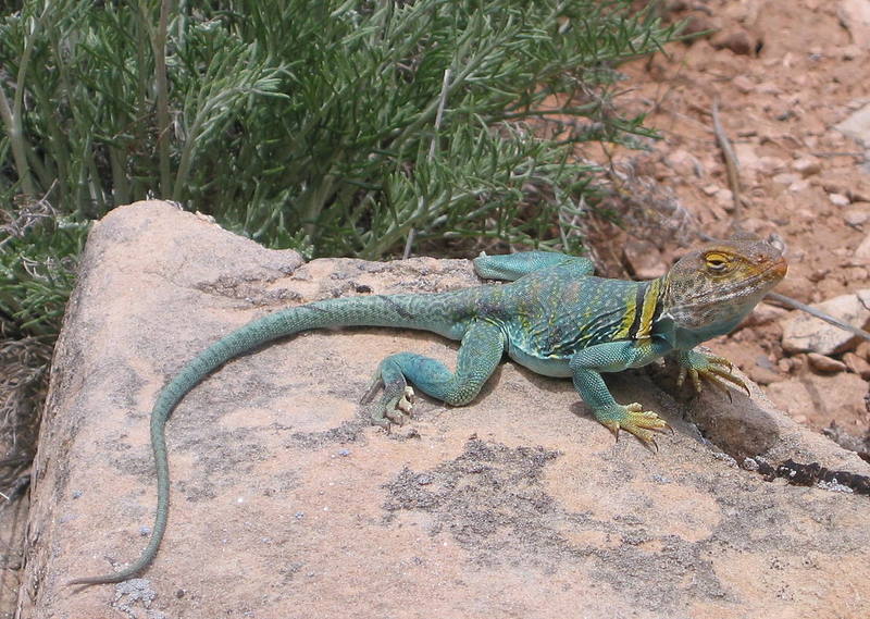 Rock Climbing in Colorado National Monument, Grand Junction Area