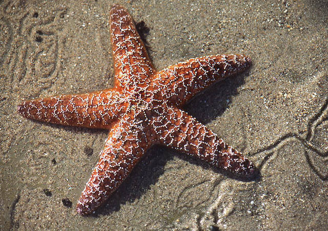 daybreak starfish