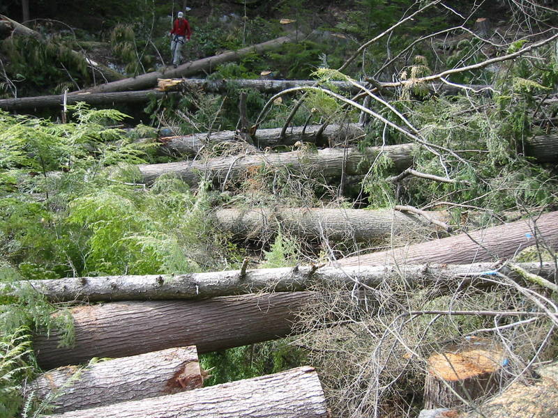 The trail is gone, but you can cross the cut entirely on fallen logs.